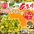 ”熊本産 肥のあかりみかん” 秀品 小粒S/2Sサイズ 約3kg【予約 9月下旬以降】 送料無料
