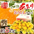 熊本産 ”肥のあかりみかん” 秀品 S/M/Lサイズ 約5kg【予約 9月下旬以降】 送料無料