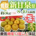 鳥取産 ”新甘泉（しんかんせん）梨” 秀品 超大玉8～10玉前後 約5kg【予約 8月下旬以降】 送料無料