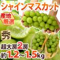 ”シャインマスカット” 秀品 超大房限定 2房 約1.2～1.5kg 産地厳選【予約 8月下旬以降】 送料無料