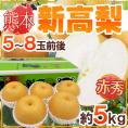 熊本産 &rdquo;新高梨&rdquo; 赤秀品限定 超大玉 5～8玉前後 約4.5～5kg 産地箱【予約 9月下旬以降】 送料無料