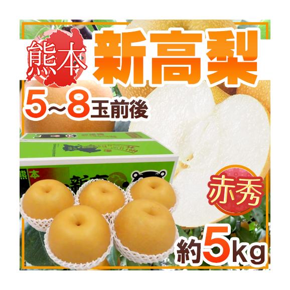 熊本産 &rdquo;新高梨&rdquo; 赤秀品限定 超大玉 5～8玉前後 約4.5～5kg 産地箱【予約 9月下旬以降】 送料無料01