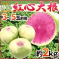 静岡県 ”紅心大根” 3～5玉前後 約2kg 紅芯大根【予約 11月下旬以降】 送料無料