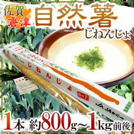 佐賀 JAからつ ”自然薯（じねんじょ）” 1本 約800g～1kg前後 山芋【予約 12月中旬以降】 送料無料