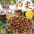 ”国産和栗” 秀品 大粒2Lサイズ以上 約3kg 産地厳選 生栗【予約 9月下旬以降】 送料無料