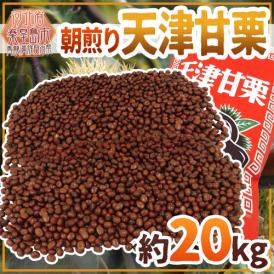焼きたて・炒りたてを当日発送！ ”天津甘栗” 約20kg バラ《専用袋付き》イベント・お祭り・学園祭・社内行事に♪【予約 10月中旬以降】 送料無料