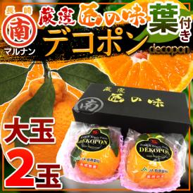 長崎 マルナン ”匠の味 葉付きデコポン” 秀品 大玉2玉 専用化粧箱【予約 12月以降】 送料無料