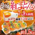 愛媛産 ”紅まどんな” 7~9玉前後 約1.5kg 化粧箱 最低糖度13度以上【予約 12月中旬以降】 送料無料