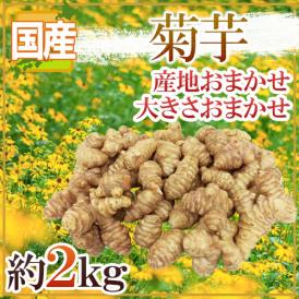”菊芋” 約2kg 大きさおまかせ 産地厳選 キクイモ【予約 入荷次第発送】 送料無料