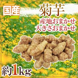 ”菊芋” 約1kg 大きさおまかせ 産地厳選 キクイモ【予約 入荷次第発送】 送料無料