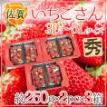 佐賀 ”いちごさん” 秀品 3L~5Lサイズ 約250g×2パック×《3箱》 化粧箱【予約 12月~1月以降】 送料無料
