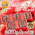 佐賀 ”いちごさん” 秀品 3L~5Lサイズ 約250g×2パック×《5箱》 化粧箱【予約 12月~1月以降】 送料無料