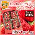 佐賀 ”いちごさん” ちょっと訳あり 約250g×4パック 大きさおまかせ【予約 12月～1月以降】 送料無料