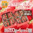 佐賀 ”いちごさん” ちょっと訳あり 約250g×4パック×《2箱》 大きさおまかせ【予約 12月～1月以降】 送料無料
