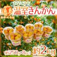 徳島県佐那河内村 ”温室きんかん” 秀品 約250g×《8pc》（合計約2kg） 大きさおまかせ 金柑【予約 1月中旬以降】 送料無料