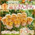 徳島県佐那河内村 ”温室きんかん” 秀品 約250g×《12pc》（合計約3kg） 大きさおまかせ 金柑【予約 1月中旬以降】 送料無料