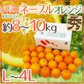 和歌山県 紀北かわかみ ”ネーブルオレンジ” 秀品 L~4Lサイズ 約8~10kg【予約 1月下旬以降】 送料無料