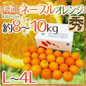 和歌山県 紀北かわかみ ”ネーブルオレンジ” 秀品 L～4Lサイズ 約8～10kg【予約 1月下旬以降】 送料無料