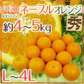 ”和歌山県 紀北かわかみ ネーブルオレンジ” 秀品 L~4Lサイズ 約4~5kg【予約 1月下旬以降】 送料無料