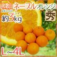 ”和歌山県 紀北かわかみ ネーブルオレンジ” 秀品 L~4Lサイズ 約3kg【予約 1月下旬以降】 送料無料