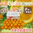 和歌山県 紀北かわかみ ”ネーブルオレンジ” 訳あり 約8~10kg 大きさおまかせ【予約 1月下旬以降】 送料無料