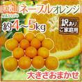 ”和歌山県 紀北かわかみ ネーブルオレンジ” 訳あり 約4~5kg 大きさおまかせ【予約 1月下旬以降】 送料無料