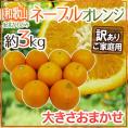 ”和歌山県 紀北かわかみ ネーブルオレンジ” 訳あり 約3kg 大きさおまかせ【予約 1月下旬以降】 送料無料