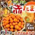”宮崎県 赤い金柑 赤たま 紅王” 訳あり 約1kg 大きさおまかせ きんかん【予約 12月以降】 送料無料