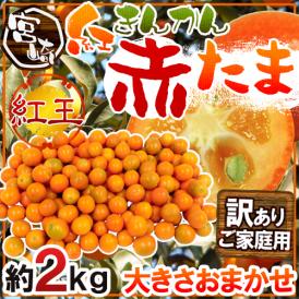 【送料無料】宮崎県 赤い金柑 ”赤たま 紅王” 訳あり 約2kg 大きさおまかせ きんかん【予約 1月下旬以降】