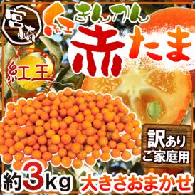 【送料無料】宮崎県 赤い金柑 ”赤たま 紅王” 訳あり 約3kg 大きさおまかせ きんかん【予約 1月下旬以降】