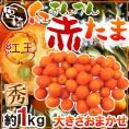 ”宮崎県 赤い金柑 赤たま 紅王” 秀品 約1kg 大きさおまかせ きんかん【予約 12月以降】 送料無料