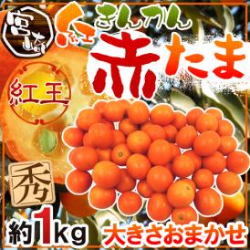 【送料無料】宮崎県 赤い金柑 ”赤たま 紅王” 秀品 約1kg 大きさおまかせ きんかん【予約 1月下旬以降】