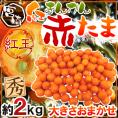 ”宮崎県 赤い金柑 赤たま 紅王” 秀品 約2kg 大きさおまかせ きんかん【予約 12月以降】 送料無料