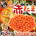 ”宮崎県 赤い金柑 赤たま 紅王” 秀品 約3kg 大きさおまかせ きんかん【予約 12月以降】 送料無料