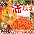 宮崎県 赤い金柑 ”赤たま 紅王” 秀品 約4kg 大きさおまかせ きんかん【予約 12月以降】 送料無料