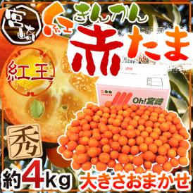 【送料無料】宮崎県 赤い金柑 ”赤たま 紅王” 秀品 約4kg 大きさおまかせ きんかん【予約 1月下旬以降】