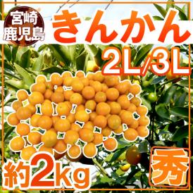 宮崎・鹿児島県 ”きんかん” 秀品 2L～3L 約2kg 金柑【予約 12月以降】 送料無料