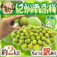 ”紀州・和歌山産 南高梅 青梅” ちょっと訳あり 4L 約2kg【予約 5月中旬以降】 送料無料