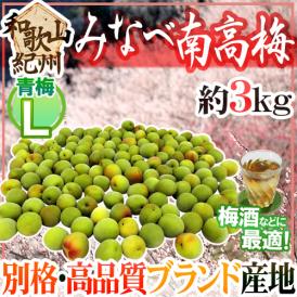 紀州・和歌山産 ”みなべ南高梅 青梅” L 約3kg【予約 5月中旬以降】 送料無料