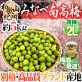 ”紀州・和歌山産 みなべ南高梅 青梅” 2L 約5kg【予約 5月中旬以降】 送料無料