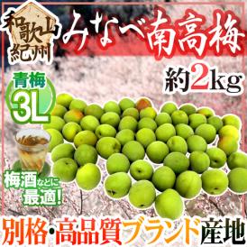 紀州・和歌山産 ”みなべ南高梅 青梅” 3L 約2kg【予約 5月中旬以降】 送料無料