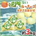 徳島 鳴門産 ”洗いらっきょう” 秀品 約3kg 大きさおまかせ【予約 5月下旬以降】 送料無料