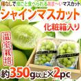 ”温室シャインマスカット” 秀品 約350g以上×《2pc》 化粧箱入り 産地厳選【お中元・予約 7月以降】 送料無料