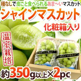 ”温室シャインマスカット” 秀品 約350g以上×《2pc》 化粧箱入り 産地厳選【お中元・予約 7月以降】 送料無料