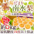 長野産 ”陽だまり南水梨” 12～16玉前後 約5kg 特秀品（陽だまり等級）【予約 9月下旬～10月】 送料無料