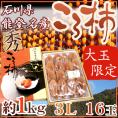 石川・能登産 ”ころ柿” 大玉3Lサイズ 16玉 約1kg 化粧箱 枯露柿【予約 12月中旬以降】 送料無料