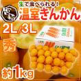 宮崎県 ”温室きんかん” 秀品 2L～3Lサイズ 約1kg 化粧箱 金柑【予約 12月以降】 送料無料