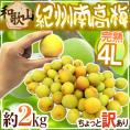 ”紀州・和歌山産 南高梅 完熟” 4L 約2kg ちょっと訳あり【予約 6月以降】 送料無料