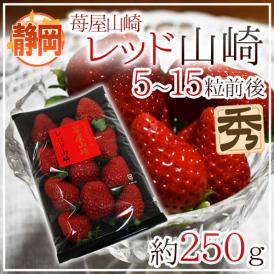 静岡県 ”苺屋山崎 レッド山崎” 秀品 5～15粒前後 約250g いちご【予約 1月下旬以降】 送料無料