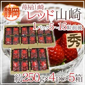 静岡県 ”苺屋山崎 レッド山崎” 秀品 4pc（1pcあたり5～15粒前後 約250g）×《5箱》  いちご【予約 1月下旬以降】 送料無料